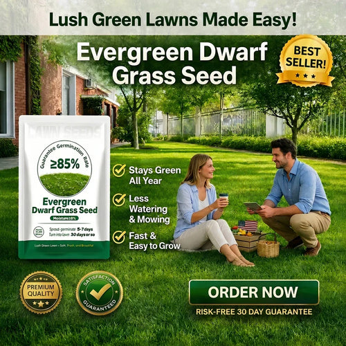 Slimoly®  Evergreen Dwarf Grass Seed | For Four Seasons