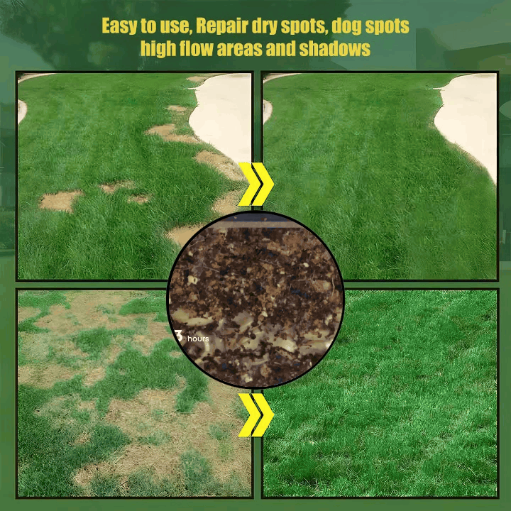 Slimoly®  Evergreen Dwarf Grass Seed | For Four Seasons