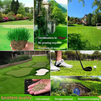 Slimoly®  Evergreen Dwarf Grass Seed | For Four Seasons